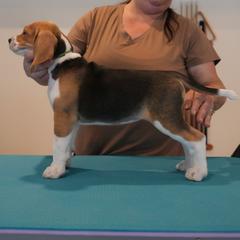 Female 1 - Green - Black white and tan female Harrier puppy in Waxhaw, North Carolina from Darkfire Harriers