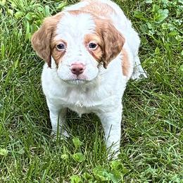 Holly girl 3 - Orange and white female Brittany puppy in Floyd Knobs, Indiana from Cross Creek Brittanys