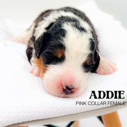 ADDIE - Tri-color female Bernedoodle puppy in Tipton, Indiana from Country Creek Doodles