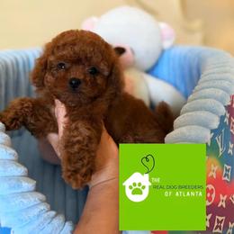 Dolly - Red  female Poodle puppy in Fairburn, Georgia from The Real Dog Breeders of Atlanta (peachy poodles)