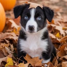 Julia - Black & white female Australian Shepherd puppy in Pasadena, Maryland from Maple shore Aussies