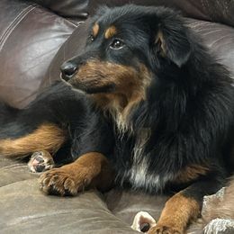 Joey - Black tri Miniature Australian Shepherd puppy in Crosby, Texas from TriplecminiaussiesAndCorgis