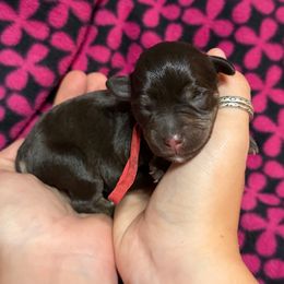 Boy 2 - Liver male Miniature Schnauzer puppy in Brownwood, Texas from Texas Dreams Mini Schnauzers