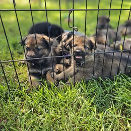 German Shepherd Puppies from Von Thomson Haus