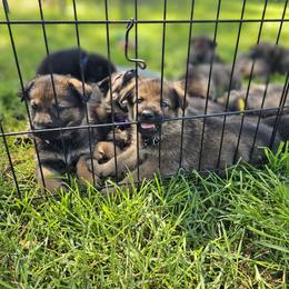 German Shepherd Puppies from Von Thomson Haus
