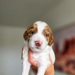 Pulisic - Parti male Goldendoodle puppy in Moses Lake, Washington from Macy Meadows Doodles