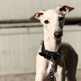 Italian Greyhounds from Hunter_Moon Hounds