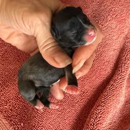 Anna - Fawn and white female Chihuahua puppy in Summerfield, Florida from Uey’s Chihuahuas