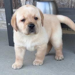 Black or pink collar - 1 available - Yellow female Labrador Retriever puppy in Clinton, Tennessee from Summer Rose