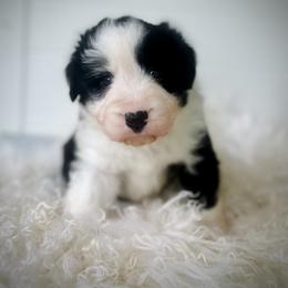 Beau - Black male Bearded Collie puppy in Baltimore, Maryland from Beloved Bearded & Border Collies