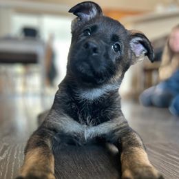 German Shepherd puppies from KnightWatch K-9