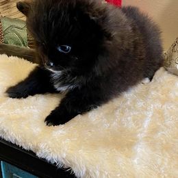 Pomeranian Puppies from Nikki’s lil Pomeranians