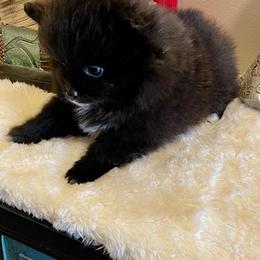 Pomeranian Puppies from Nikki’s lil Pomeranians