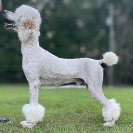 Aussiedoodle, Bordoodle, Goldendoodle, Irish Doodle, Labradoodle, and Poodle All Grown Up from Sugar Camp Canine - Maxwell