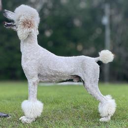 Aussiedoodle, Bordoodle, Goldendoodle, Irish Doodle, Labradoodle, and Poodle All Grown Up from Sugar Camp Canine - Maxwell