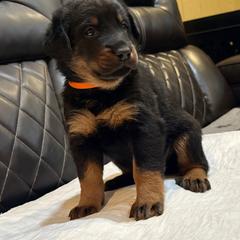 Orange Collar - A Litter - Black and tan female Beauceron puppy in Sterling, Illinois from Beaucerons of Tempete De Hope