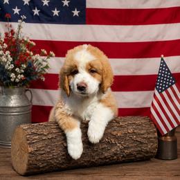Boone - Red and white male Saint Berdoodle puppy in Lookout, California from Remington Kennels, LLC