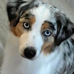 Bearded Collies and Miniature American Shepherds from Springhill Miniature American Shepherds