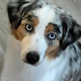 Bearded Collies and Miniature American Shepherds from Springhill Miniature American Shepherds