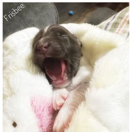 Frisbee - Chocolate male Havanese puppy in Katy, Texas from Cloud 9 Havanese