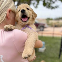 Miss Purple - Golden female Golden Retriever puppy in Las Vegas, Nevada from Leavitt Retrievers