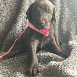 Pink girl - Liver female German Shorthaired Pointer puppy in Morley, Michigan from Winsome Farm