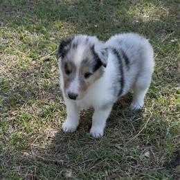 Artemis - Blue merle male Collie puppy in Malvern, Arkansas from Lost Acres Collies