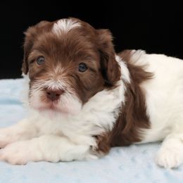 Dumbledore - Chocolate and white male Havapoo puppy in Hendersonville, North Carolina from Grayfinn House