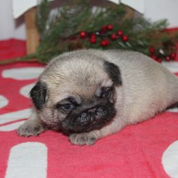 Robin - Fawn female Pug puppy in Tuscola, Illinois from Dream on puppies