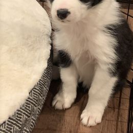 Border Collie Puppies from Best Friend Borders
