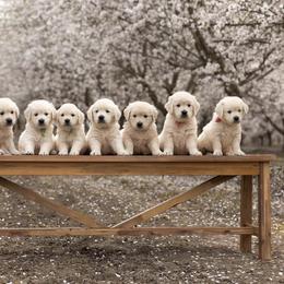 Golden Retriever puppies from Gravitas Golden Retrievers