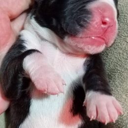 Boxer Puppies from Winchester Boxers