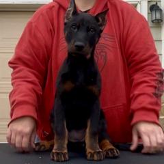 Chantey (Lavender collar) - Harlequin female Beauceron puppy in Waller, Texas from Côté Obscur