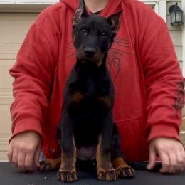 Chantey (Lavender collar) - Harlequin female Beauceron puppy in Waller, Texas from Côté Obscur