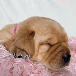 Sky - Yellow female Labrador Retriever puppy in Harrisburg, Pennsylvania from Berkstone Labradors