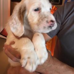 English Setter Puppies from Windsor Setters