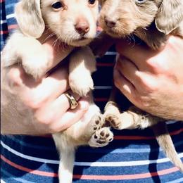Dachshund Puppies from Meldox