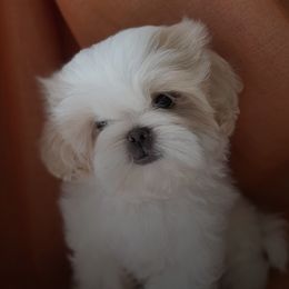 Shih Tzus from Leoni Di La Cassa Di Nataly