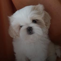 Shih Tzus from Leoni Di La Cassa Di Nataly