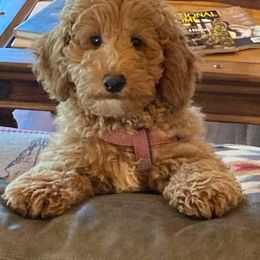 Goldendoodle Puppies from Stella’s Stunning Goldendoodles of VA