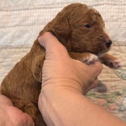 Cash (Johnny) - Red  male Goldendoodle puppy in Eagleville, Tennessee from Nash Doodles