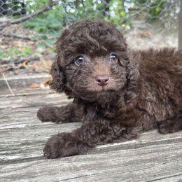 Cockapoo Puppies from Raisingcockapoos