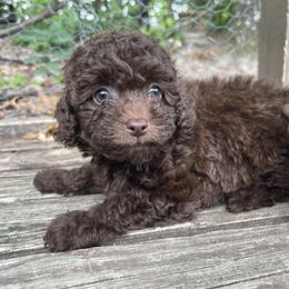 Cockapoo Puppies from Raisingcockapoos