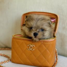 Swell - Blue merle male Pomeranian puppy in Canandaigua, New York from Fingerlakes Pomeranians