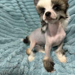 Boy 2 - Slate male Chinese Crested puppy in Aberdeen, Idaho from Willow Creek Cresteds