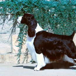 Cardigan Welsh Corgis and English Springer Spaniels from Sun Kissed Kennels