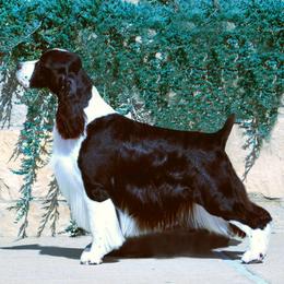 Cardigan Welsh Corgis and English Springer Spaniels from Sun Kissed Kennels