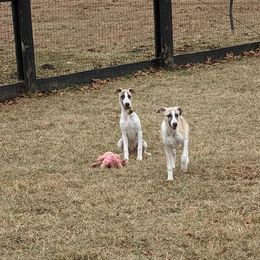 Standard Schnauzer and Whippet Puppies from Forestview