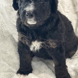Golden Mountain Doodle Puppies from Z Doodles