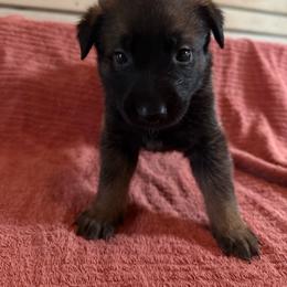 Zazu - Sable male Working Dog Cross puppy in Sheridan, Arkansas from Dark Sky Kennels